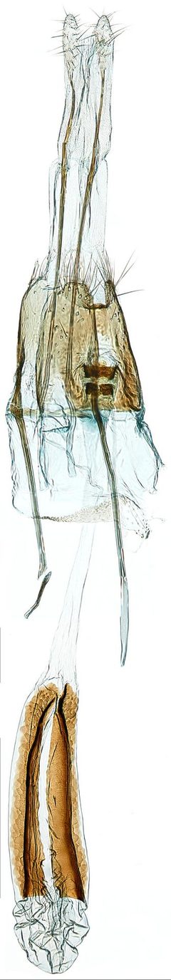 Niditinea fuscella by the Smithsonian. Used under a CC0 license.