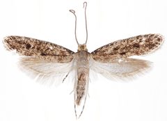 Niditinea orleansella by the Smithsonian. Used under a CC0 license.