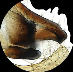 Niditinea orleansella by the Smithsonian. Used under a CC0 license.