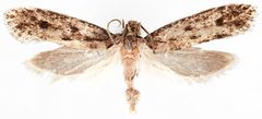 Niditinea orleansella by the Smithsonian. Used under a CC0 license.