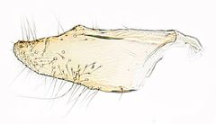 Niditinea orleansella by the Smithsonian. Used under a CC0 license.
