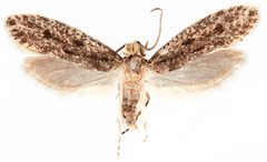 Niditinea orleansella by the Smithsonian. Used under a CC0 license.