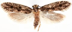 Niditinea orleansella by the Smithsonian. Used under a CC0 license.