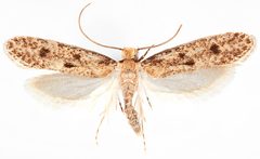 Niditinea sabroskyi by the Smithsonian. Used under a CC0 license.