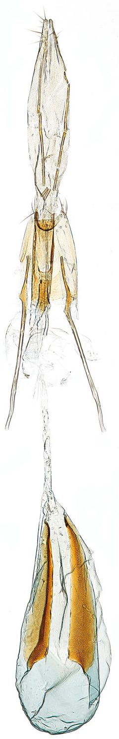 Niditinea sabroskyi by the Smithsonian. Used under a CC0 license.