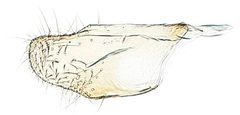 Niditinea sabroskyi by the Smithsonian. Used under a CC0 license.