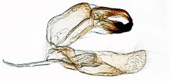 Niditinea sabroskyi by the Smithsonian. Used under a CC0 license.
