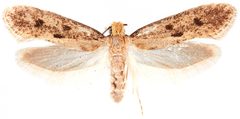 Niditinea sabroskyi by the Smithsonian. Used under a CC0 license.