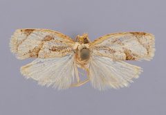 Adoxophyes aurata by the Smithsonian. Used under a CC0 license.