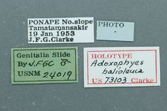 Adoxophyes balioleuca by the Smithsonian. Used under a CC0 license.