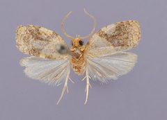 Adoxophyes balioleuca by the Smithsonian. Used under a CC0 license.
