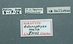 Adoxophyes melia by the Smithsonian. Used under a CC0 license.