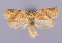 Adoxophyes melia by the Smithsonian. Used under a CC0 license.