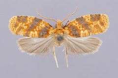 Adoxophyes poecilogramma by the Smithsonian. Used under a CC0 license.