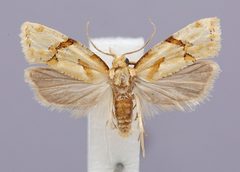 Aethes patricia by the Smithsonian. Used under a CC0 license.