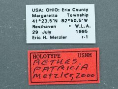Aethes patricia by the Smithsonian. Used under a CC0 license.