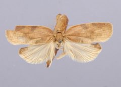 Amorbia emigratella by the Smithsonian. Used under a CC0 license.