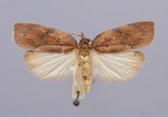 Amorbia essigana by the Smithsonian. Used under a CC0 license.