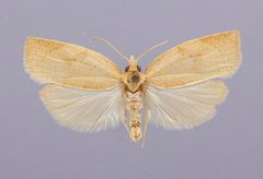 Amorbia knudsoni by the Smithsonian. Used under a CC0 license.