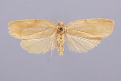 Amorbia synneurana by the Smithsonian. Used under a CC0 license.
