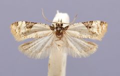 Anopina guerrerana by the Smithsonian. Used under a CC0 license.