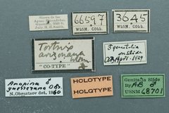 Anopina guerrerana by the Smithsonian. Used under a CC0 license.