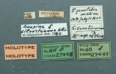 Anopina silvertonana by the Smithsonian. Used under a CC0 license.