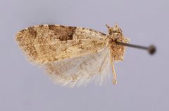 Anopina silvertonana by the Smithsonian. Used under a CC0 license.