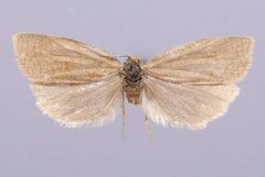 Aphelia gregalis by the Smithsonian. Used under a CC0 license.