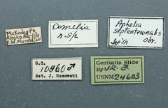 Aphelia gregalis by the Smithsonian. Used under a CC0 license.
