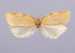 Aphelia koebelei by the Smithsonian. Used under a CC0 license.