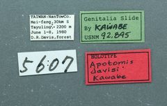 Apotomis davisi by the Smithsonian. Used under a CC0 license.