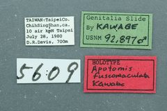 Apotomis fuscomaculata by the Smithsonian. Used under a CC0 license.