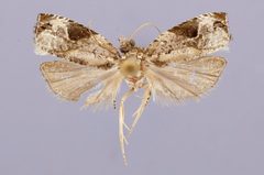 Apotomis fuscomaculata by the Smithsonian. Used under a CC0 license.