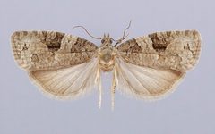 Apotomis trifida by the Smithsonian. Used under a CC0 license.
