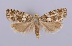 Argyroploce abietana by the Smithsonian. Used under a CC0 license.