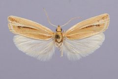 Argyrotaenia coconinana by the Smithsonian. Used under a CC0 license.