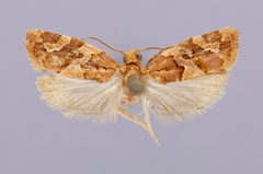 Argyrotaenia hodgesi by the Smithsonian. Used under a CC0 license.