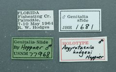 Argyrotaenia hodgesi by the Smithsonian. Used under a CC0 license.