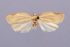 Argyrotaenia lautana by the Smithsonian. Used under a CC0 license.