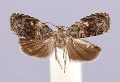 Aterpia issikii by the Smithsonian. Used under a CC0 license.