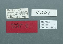 Aterpia issikii by the Smithsonian. Used under a CC0 license.