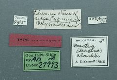 Bactra clarkei by the Smithsonian. Used under a CC0 license.