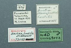 Bactra hostilis by the Smithsonian. Used under a CC0 license.