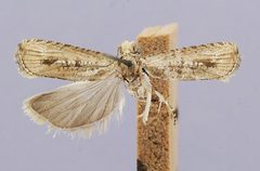 Bactra hostilis by the Smithsonian. Used under a CC0 license.