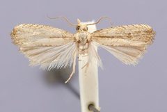 Bactra philocherda by the Smithsonian. Used under a CC0 license.