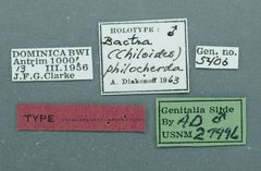 Bactra philocherda by the Smithsonian. Used under a CC0 license.
