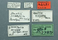 Bactra sinistra by the Smithsonian. Used under a CC0 license.