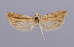 Bactra verutana chrysea by the Smithsonian. Used under a CC0 license.