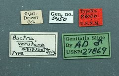 Bactra verutana albipuncta by the Smithsonian. Used under a CC0 license.